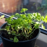 Kako uzgajati peršun na prozorskoj dasci